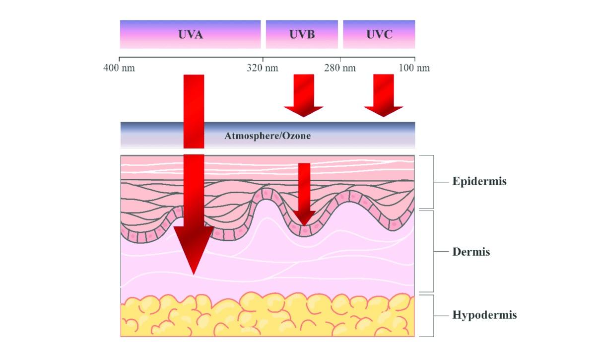 UV sugarak behatolása a bőrbe