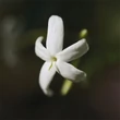 Kép 4/6 - Chloé Nomade Jasmin Naturel EdP Nőknek