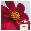 Kép 5/11 - Chloé L'Eau de Parfum Intense Nőknek