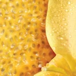 Kép 4/5 - Escada Yum Me Sunny Testpermet 100ml