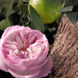 Kép 8/8 - Chloé Signature Rose Naturelle Intense EDP 150ml refill (utántöltő)